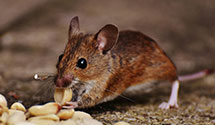 24 Hour & Emergency Exterminators in Central Il Public Service, IL